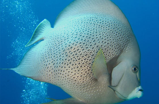 Photo by Sean Ferguson