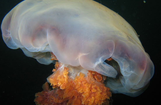 Photo by Sean Ferguson