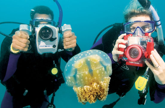 Photo & Video of a jeely fish